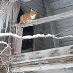 Nyaraló Alapihan Arboretumin Vierasmaja Ja Sauna *
