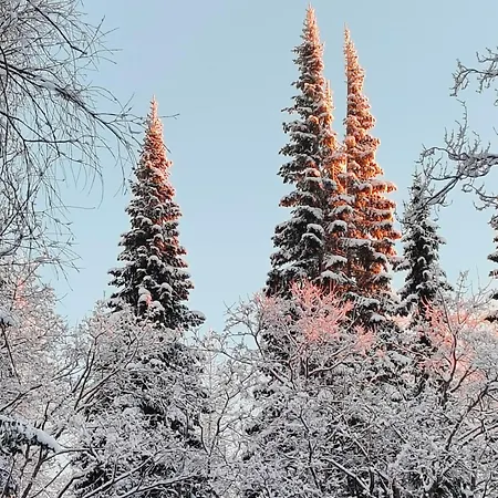 Alapihan Arboretumin Vierasmaja Ja Sauna Jakokoski