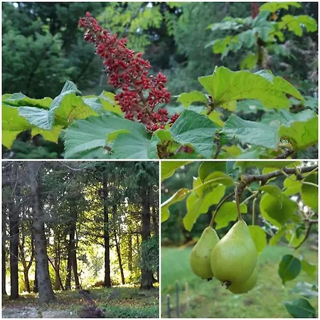 Alapihan Arboretumin Vierasmaja Ja Sauna * Jakokoski