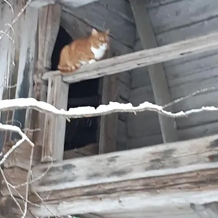 بيت للعطل Alapihan Arboretumin Vierasmaja Ja Sauna *